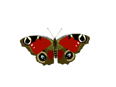 Index of /davey/butterflies_entomology